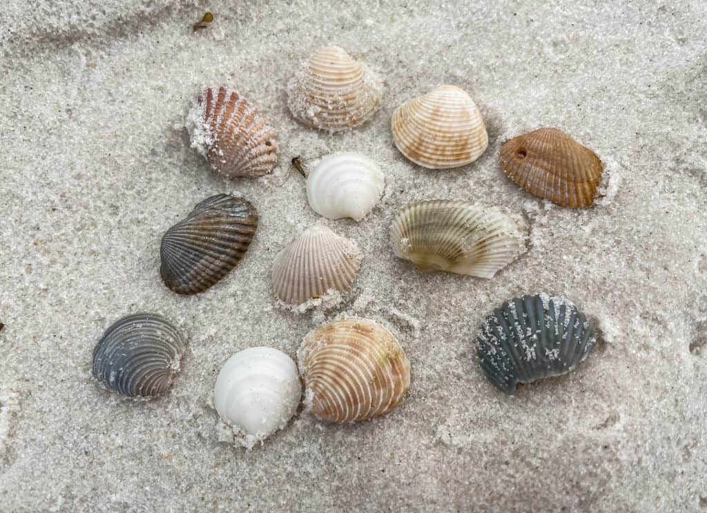 An assortment of shells I found shelling on the beaches of Orange Beach in the morning.