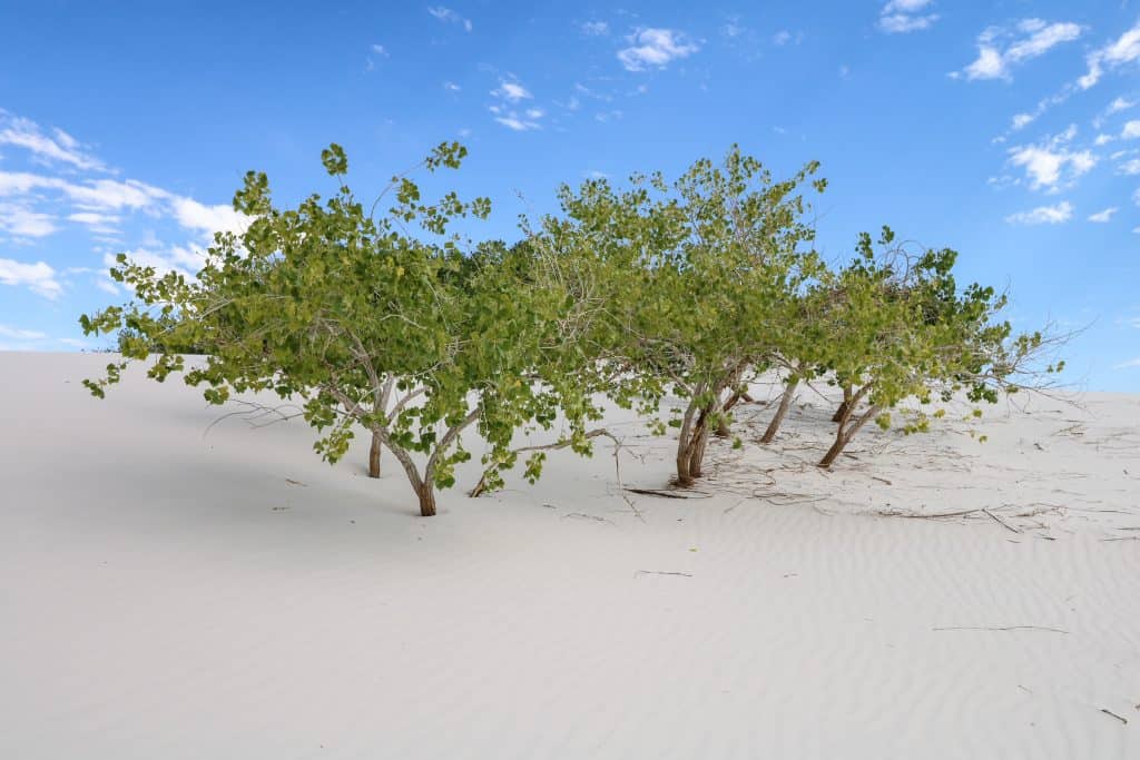 A vibrant green bush nestled within the white sand dunes along Dunes Trail.
