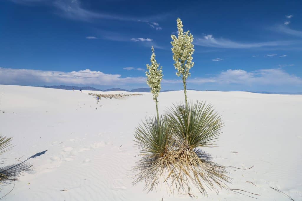 A beautiful and tall yucca plant among fields of white sand dunes.