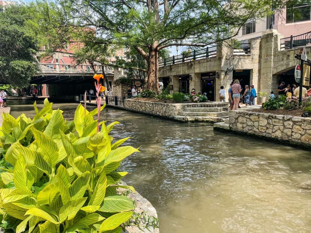A beautiful yellow and green plant with the San Antonio River and the walkways on each side.