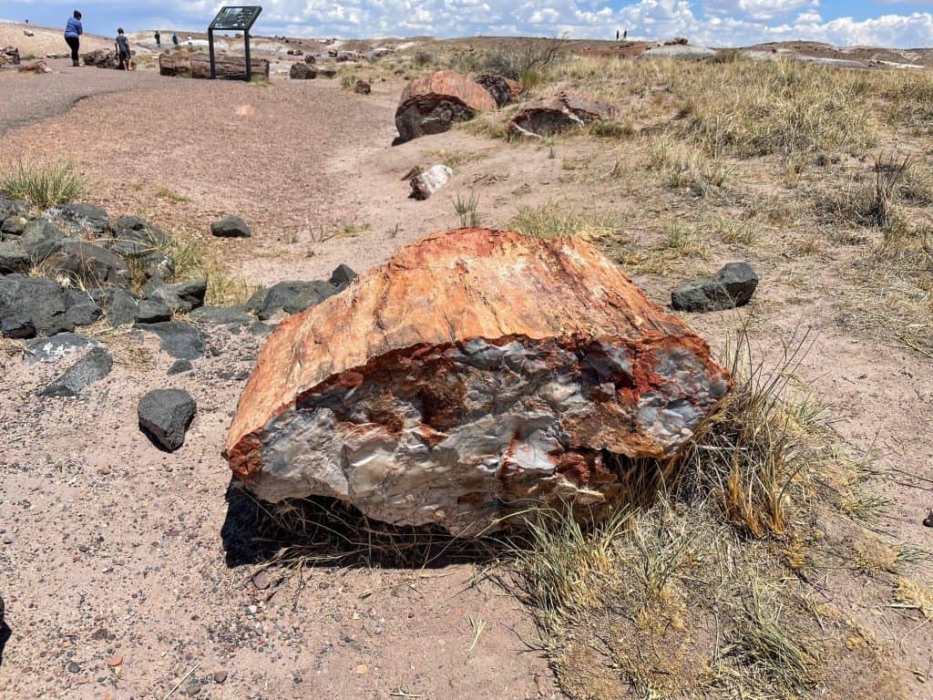 A piece of petrified wood laying on the ground at Crystal Forest in red tones.