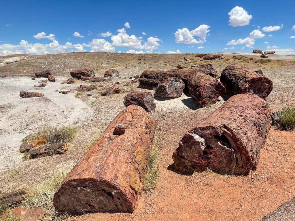 Several logs of petrified wood scattered all around the Crystal Forest trail in the Petrified Forest.