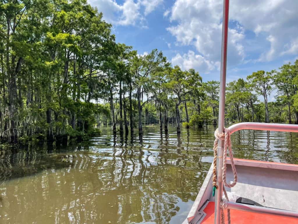 On the airboat cruising in the swamp passing by trees in the Atchafalaya Basin near Lafayette.