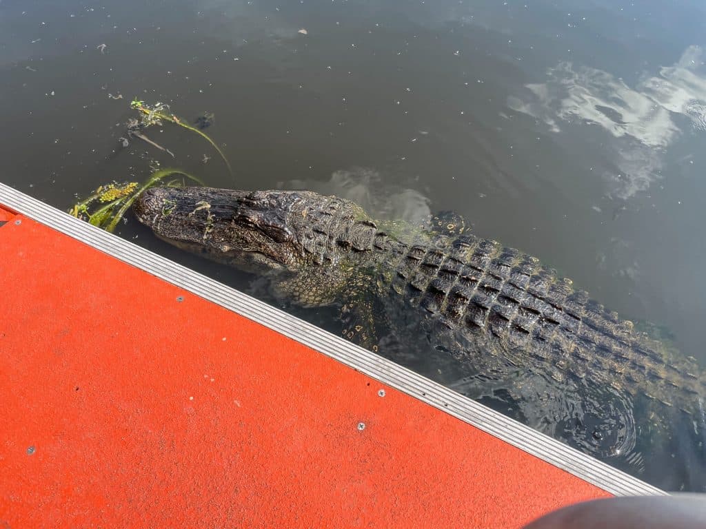 The largest alligator we saw of the day as he stops right along the boat and just a few feet away from me.