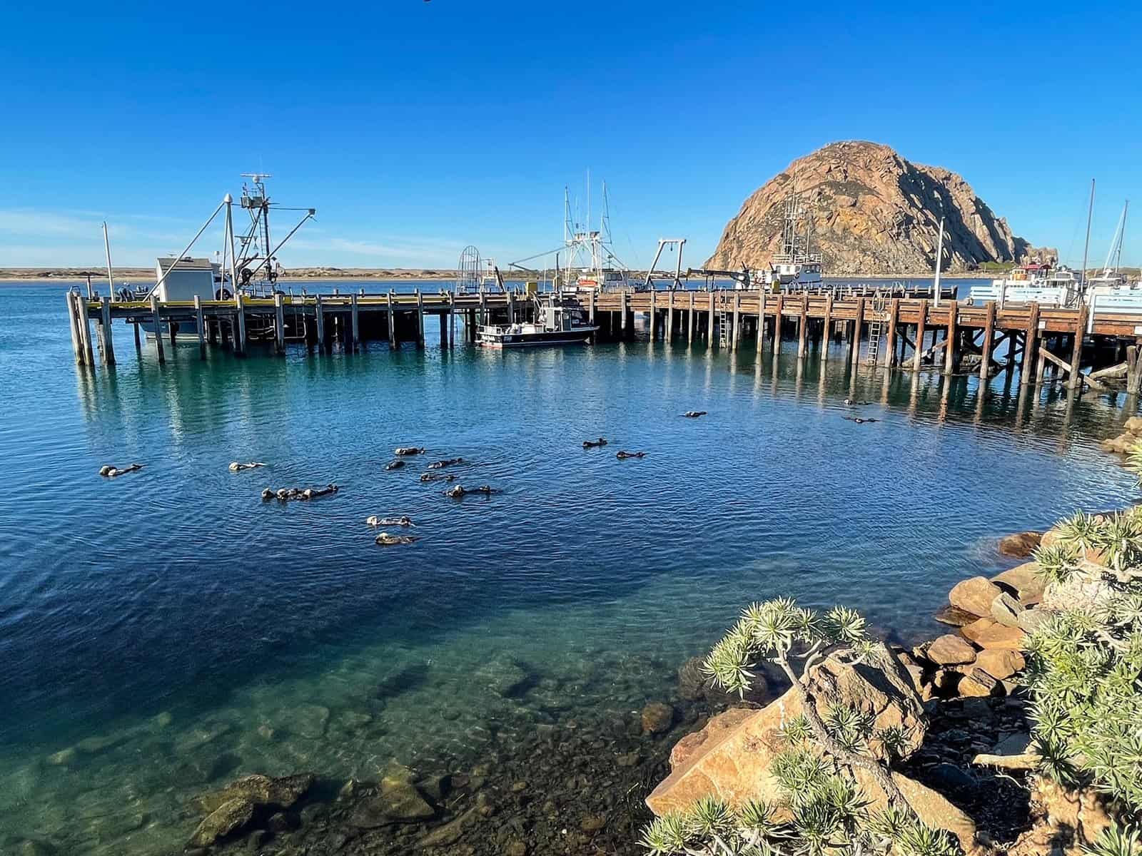 Looking out at Morro Rock across the bay with a pier and otters in the water below.