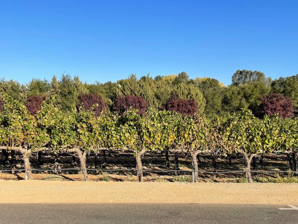 Rows of vines in various shades at a Paso Robles winery.