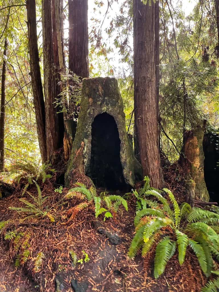 A hollowed out tree stump next to ferns in the forest.
