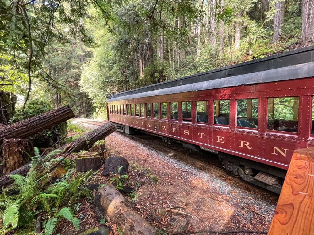 Looking down the length of the Skunk Train stopped with beautiful logs, ferns, and redwoods surrounding it.