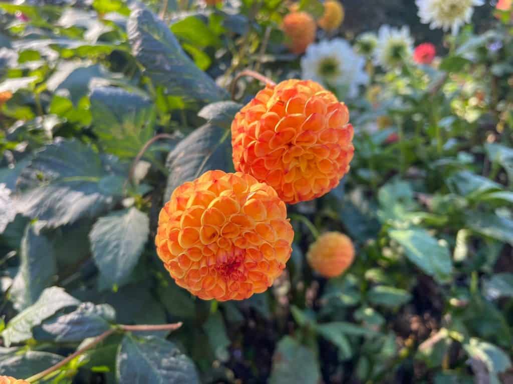 Two bright orange Dahlia flowers at the Mendocino Botanical Gardens.