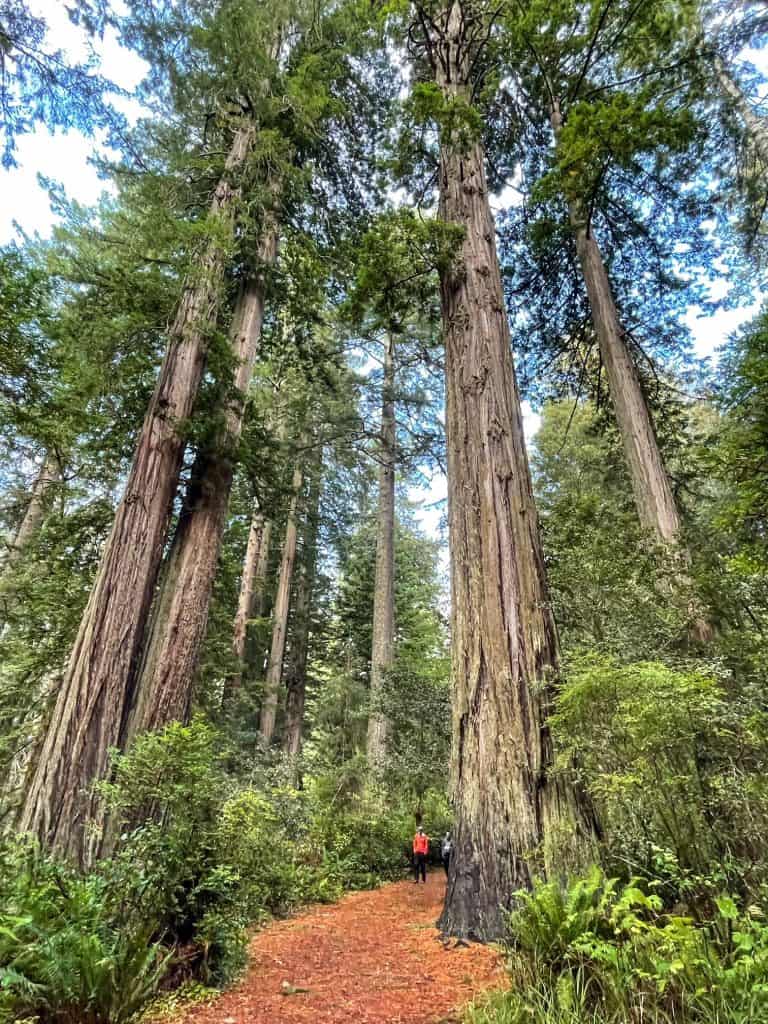 Walking on a trail of huge redwood trees in Redwoods National Park.