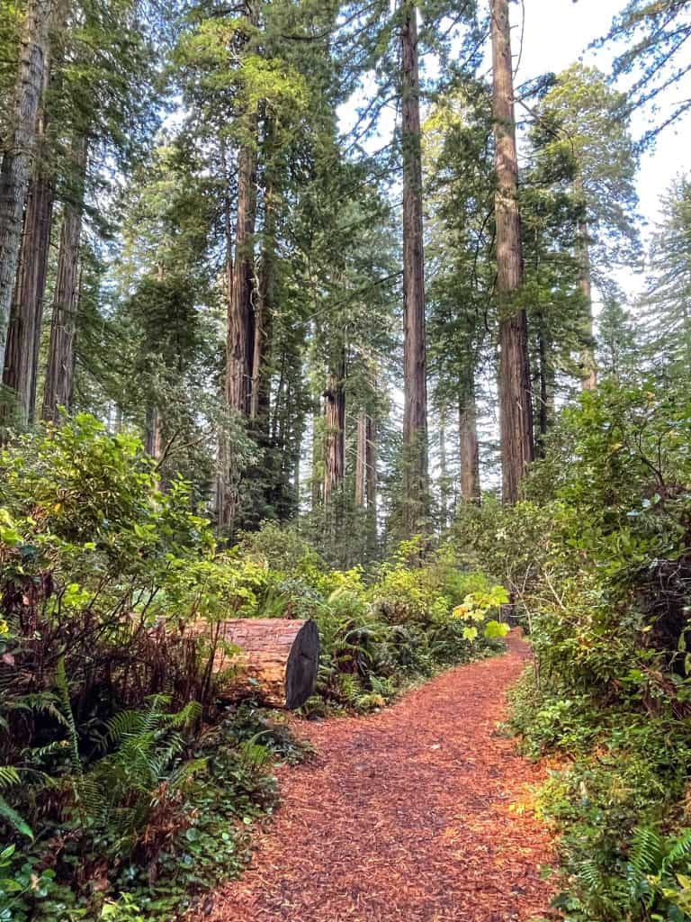 The Lady B Johnson trail runs through a lush redwood forest and with many ferns.