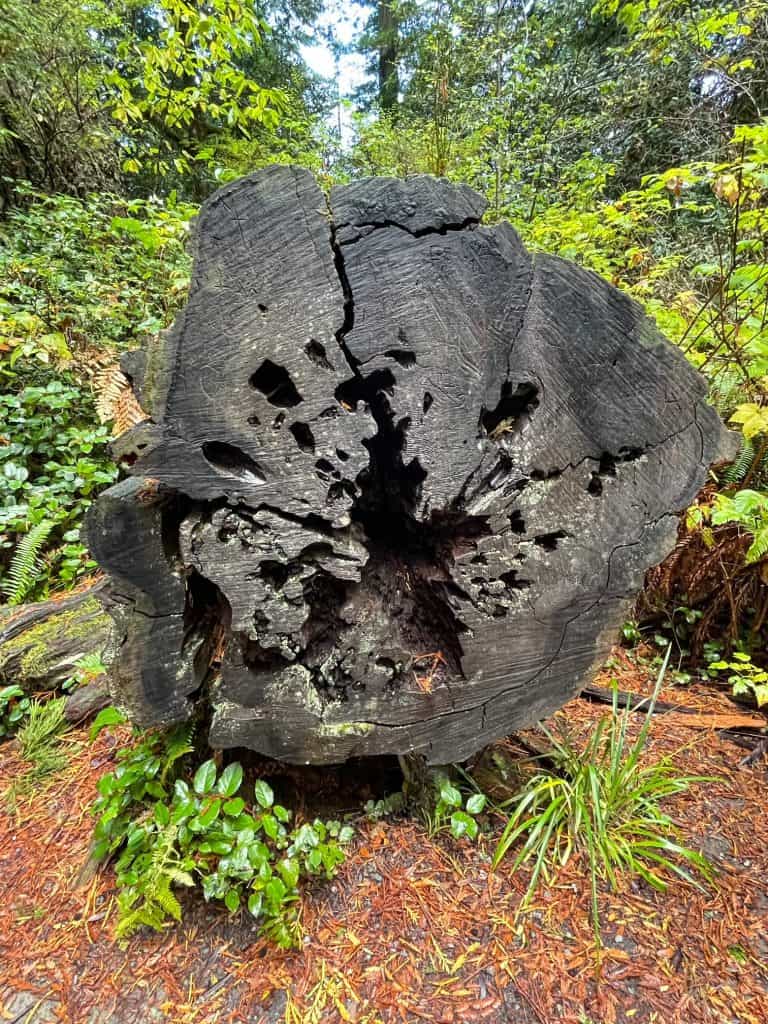 A cut piece of a redwood stump surrounded by ferns and flora.