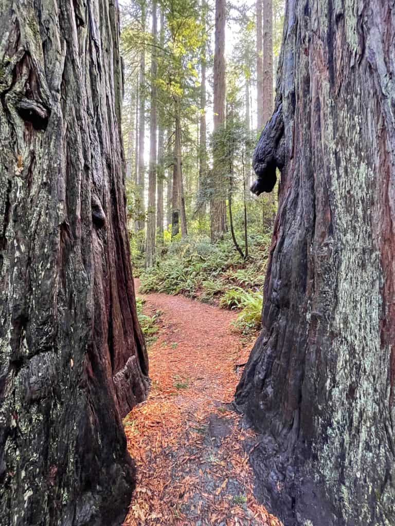 Walking in between two large redwood trees on a trail in a forest.