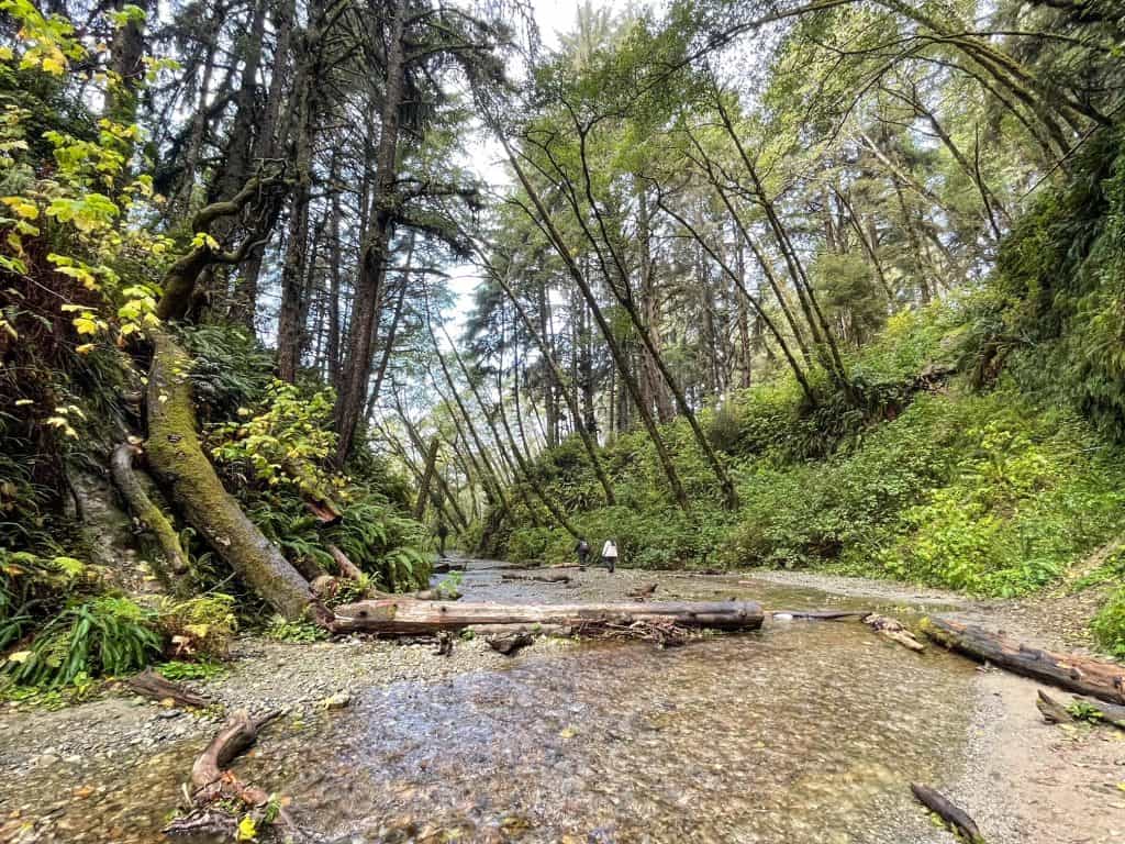 Walking in the shallow creek beginning the trail through fern canyon.