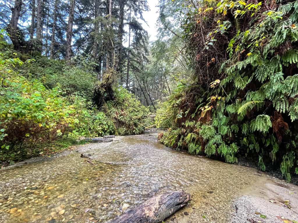 A creek running through huge walls of ferns on each side.