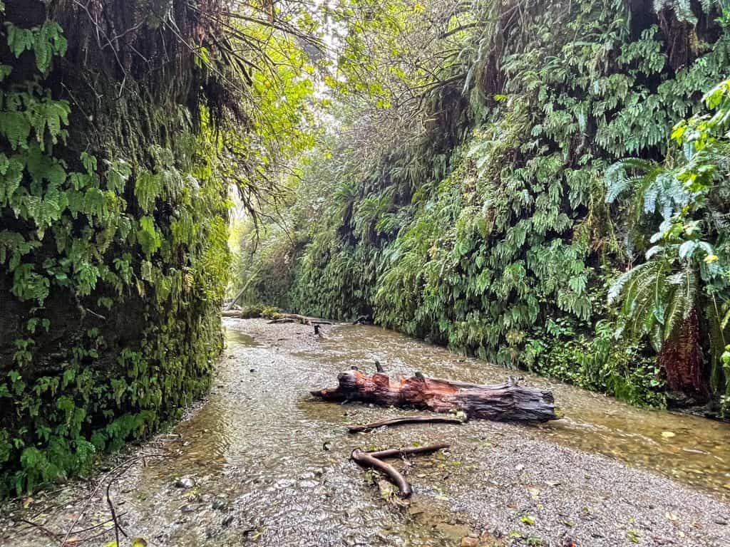 Walking in a creek in Fern Canyon.