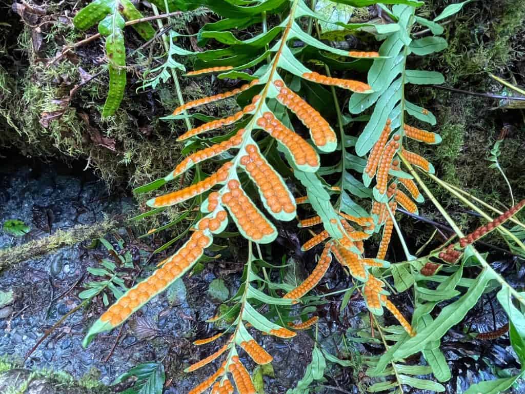 Bright orange spores on a fern.