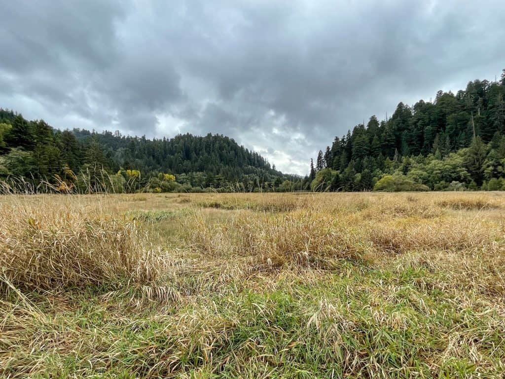 A large prairie where elk may roam on way to Fern Canyon.
