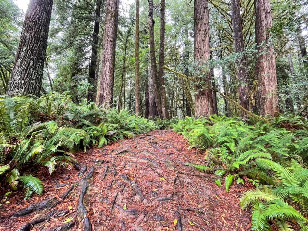Trail running through a thick forest bed of ferns and coastal redwoods.
