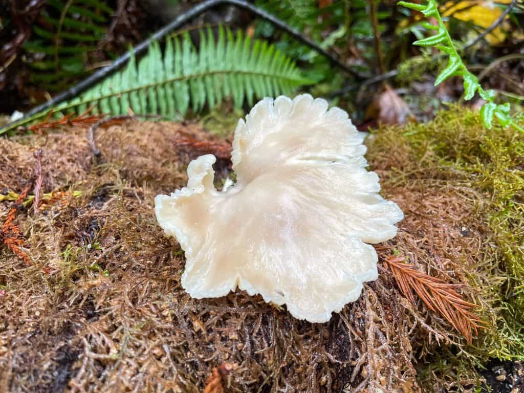 A wild white mushroom on a log surrounded by ferns.