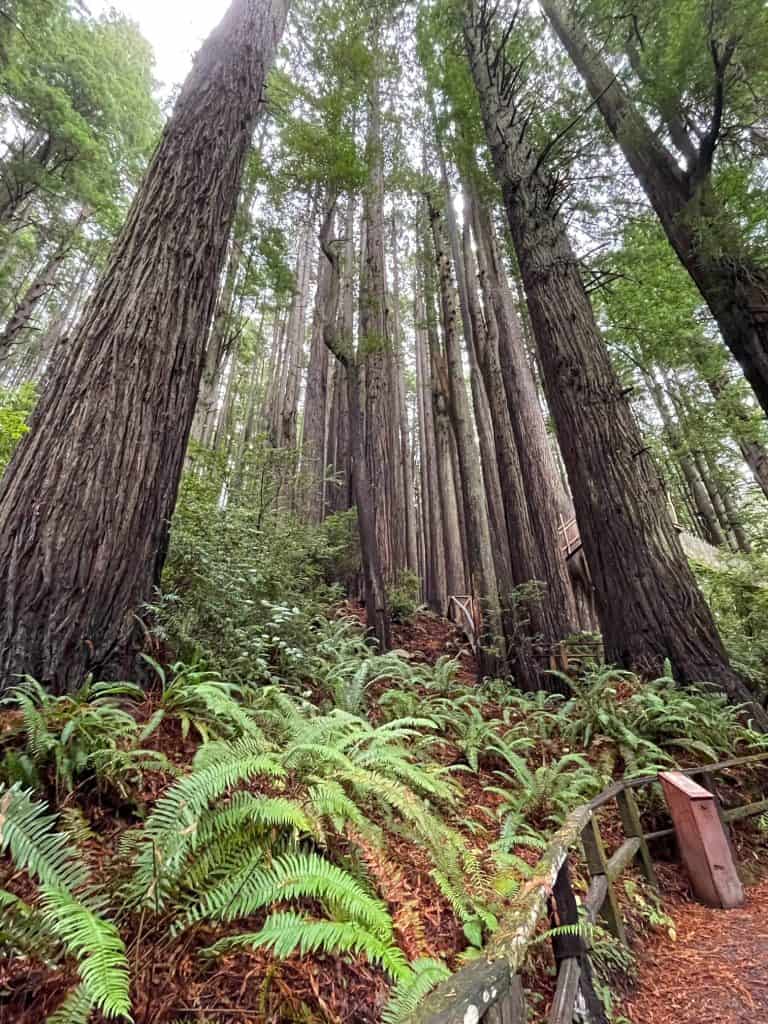 Giant redwoods along the Trees of Mystery trail.