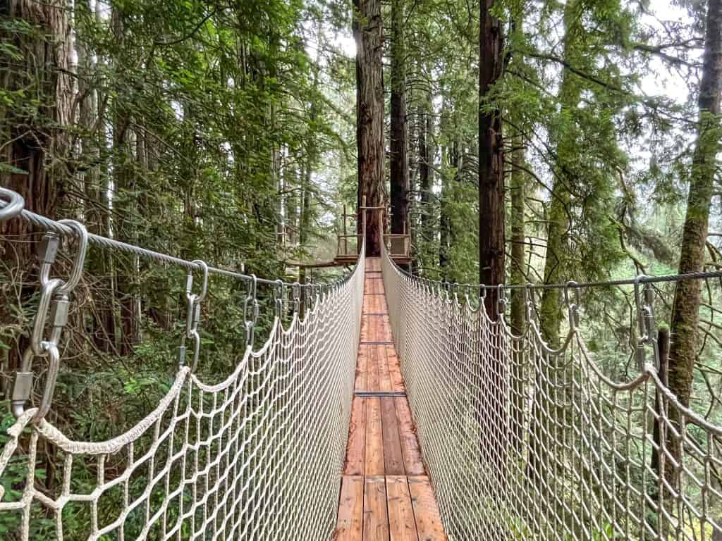 Walking across the canopy rope bridge among giant redwoods.