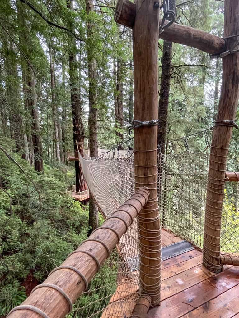 Standing on a platform on the Canopy Trail up high among the redwoods.
