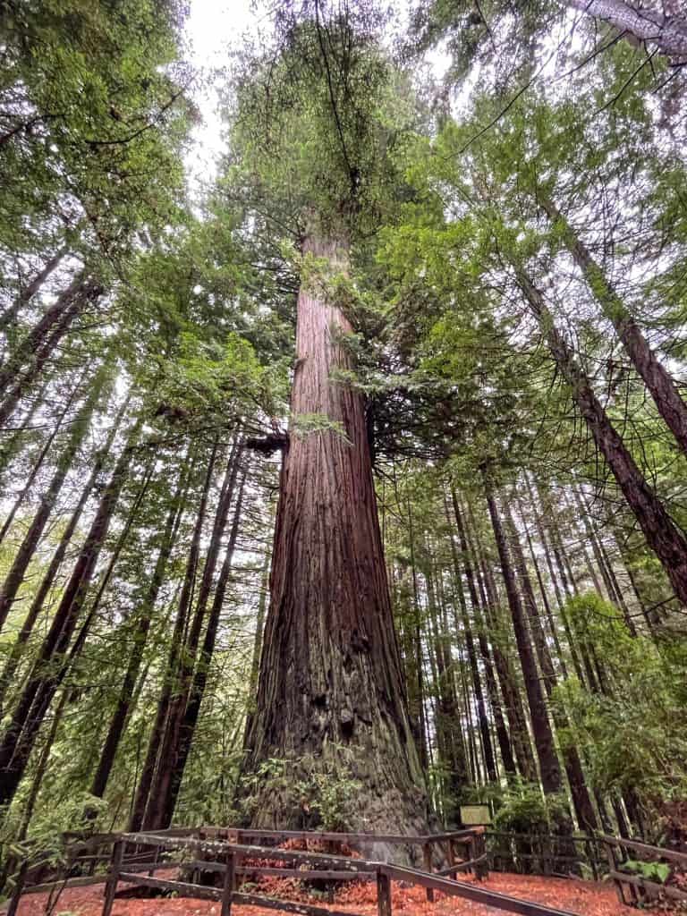 Looking up in awe at the biggest giant redwood tree at Trees of Mystery.