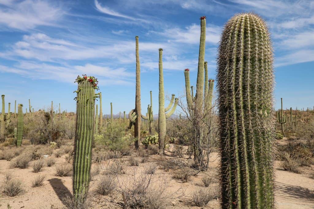 Cacti of various sizes on a trail in Tucson Mountain District.