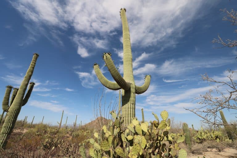 7 Best Ways To Spend A Perfect Day In Tucson, Arizona