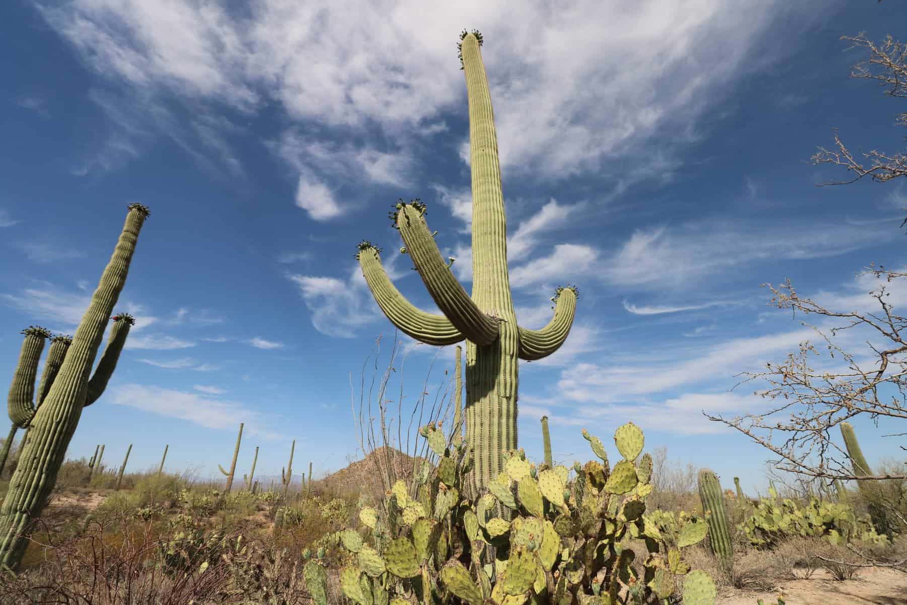 Several giant Saguaro cacti in the desert of Saguaro National Park in Tucson.
