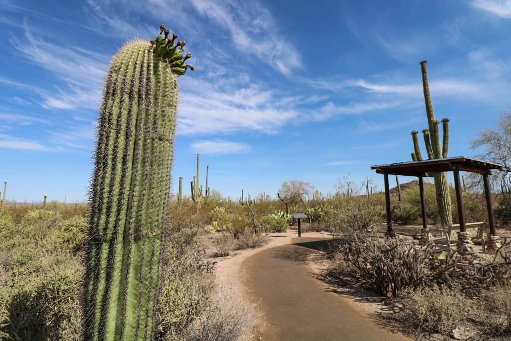 Walking along the paved path of Desert Discovery Trail lined with Saguaro cacti.