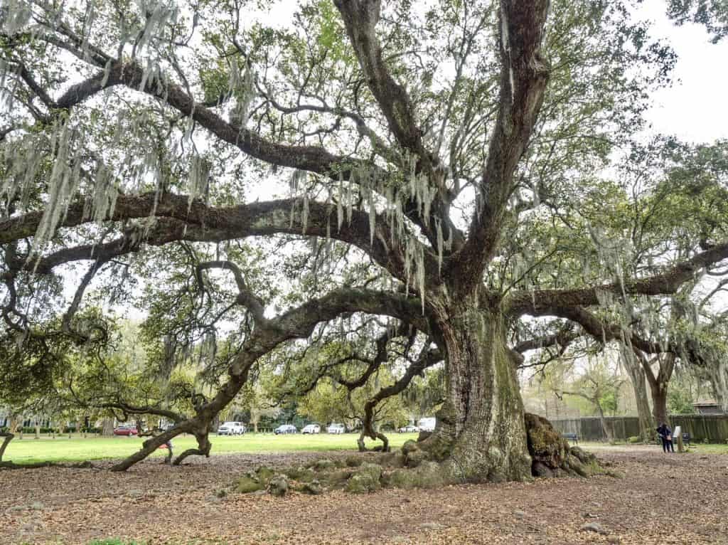 The huge and beautiful Tree of Life at Audubon Park in NOLA.