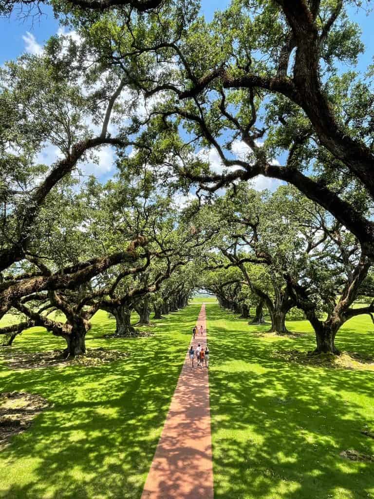 Standing on a balcony of plantation mansion looking out a gorgeous double row of oak trees near New Orleans.