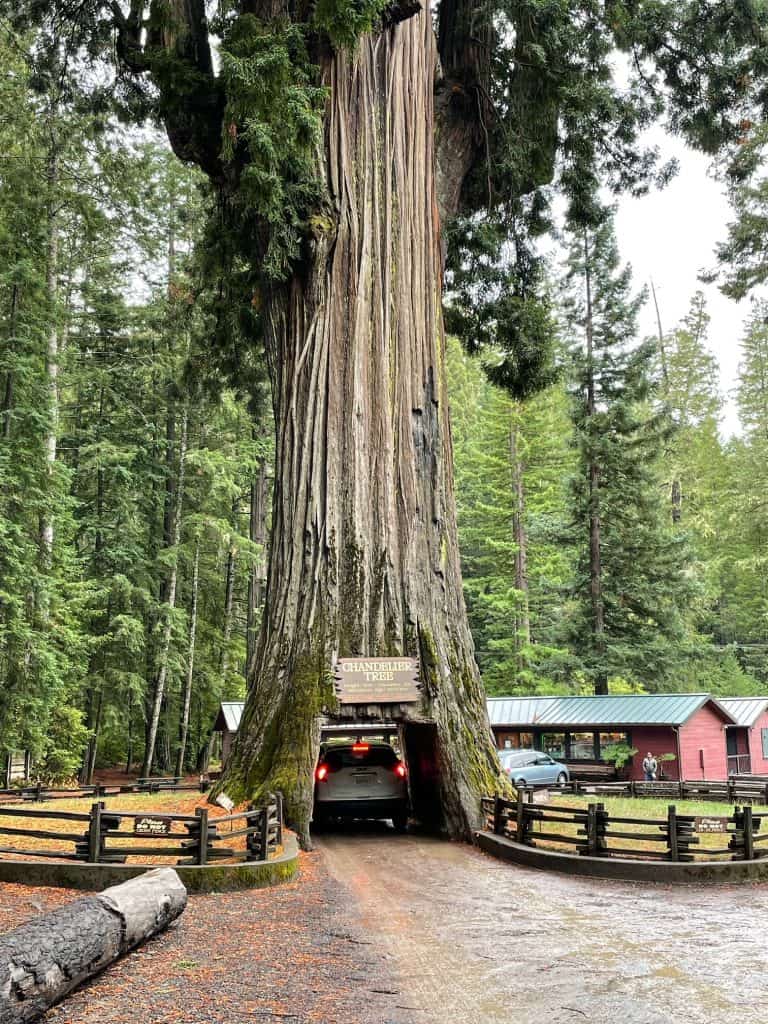 Watching a car go through the Leggett Drive-Thru Tree, a large redwood tree.