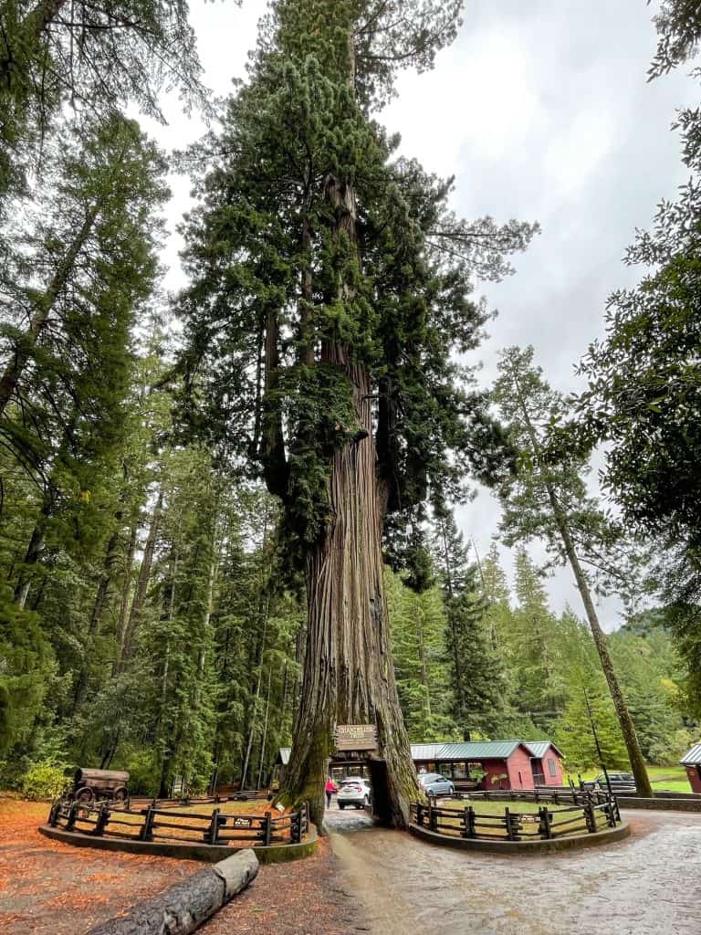 Approaching the Chandelier Tree to drive through its trunk in Leggett.