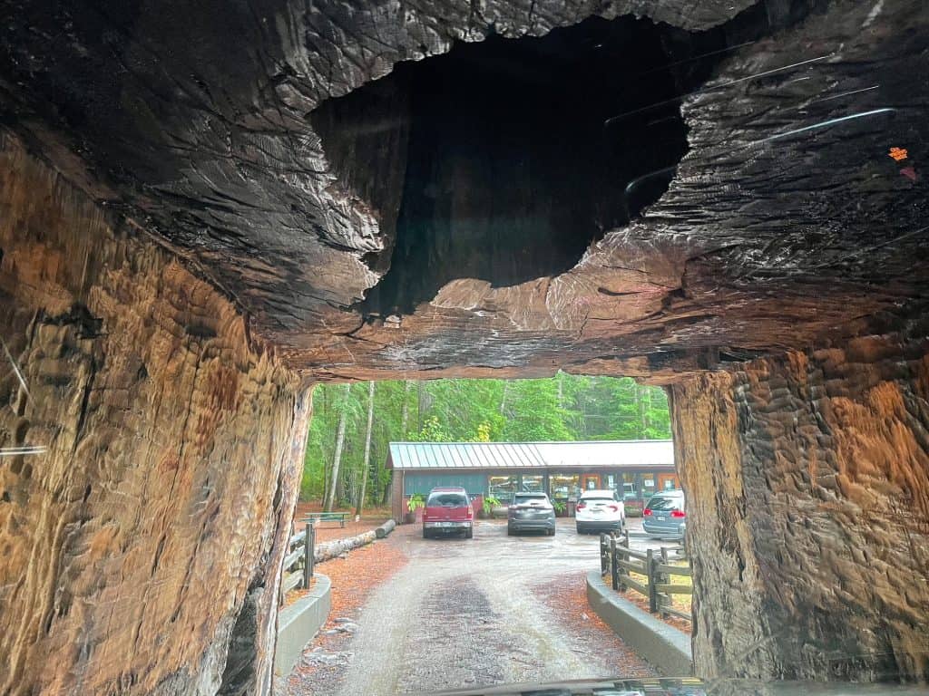 Looking at the inside of the large redwood tree as I am driving through it.