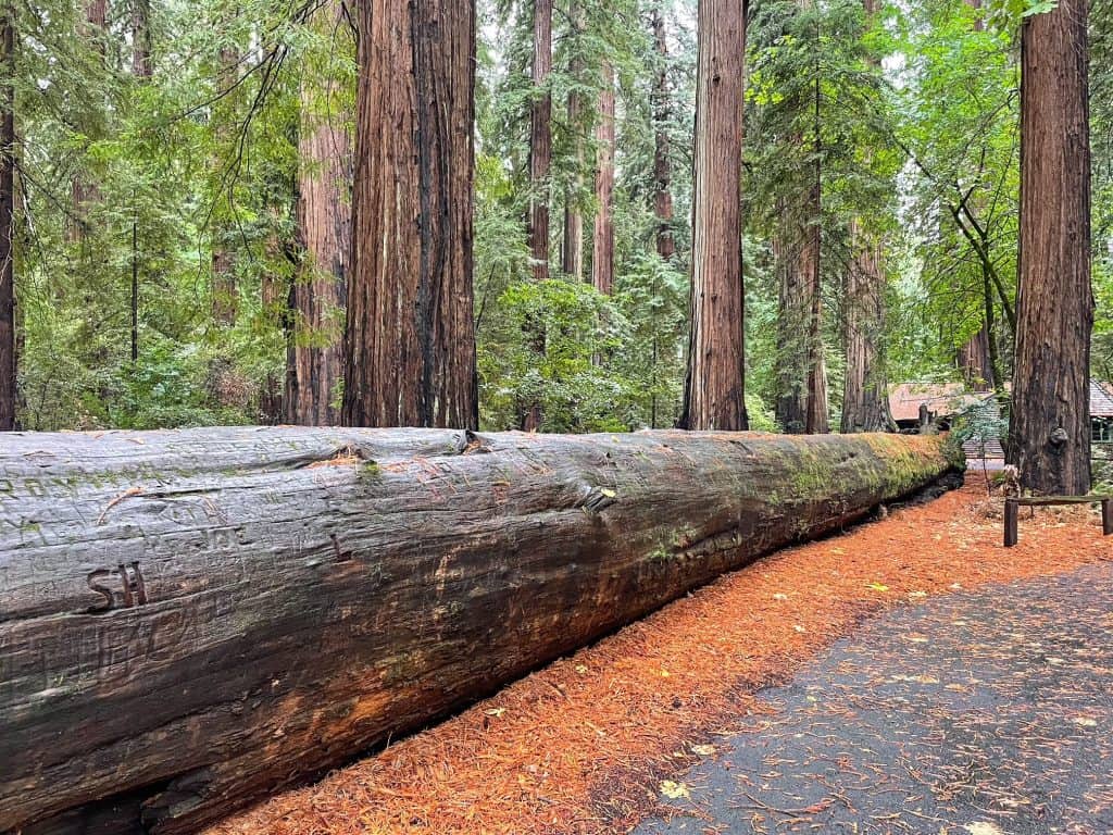 A massive fallen coastal redwood tree in a forest of redwoods.