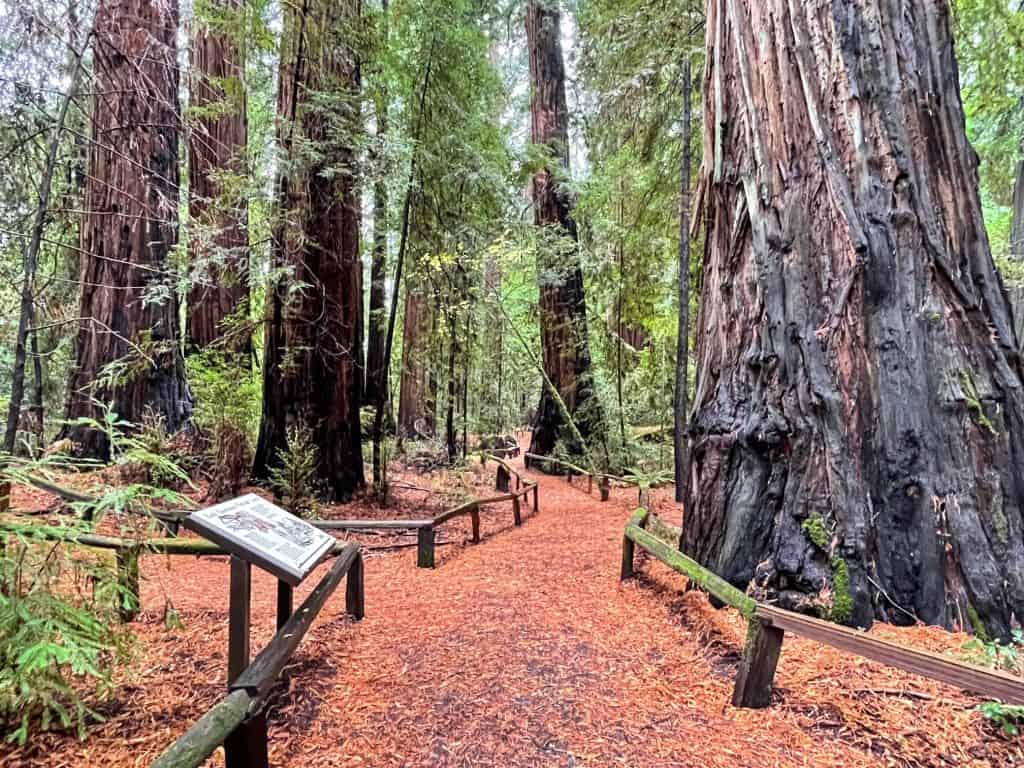 Walking on a beautiful a giant redwood forest trail in Richardson Grove State Park.