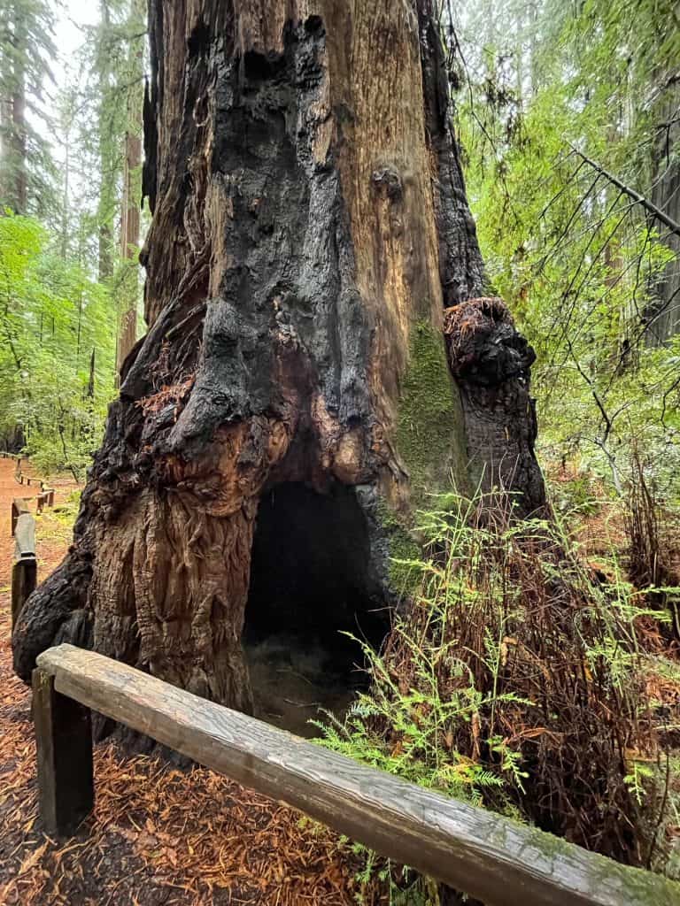 A goose pen formed at the base of a large redwood tree creating a small shelter.