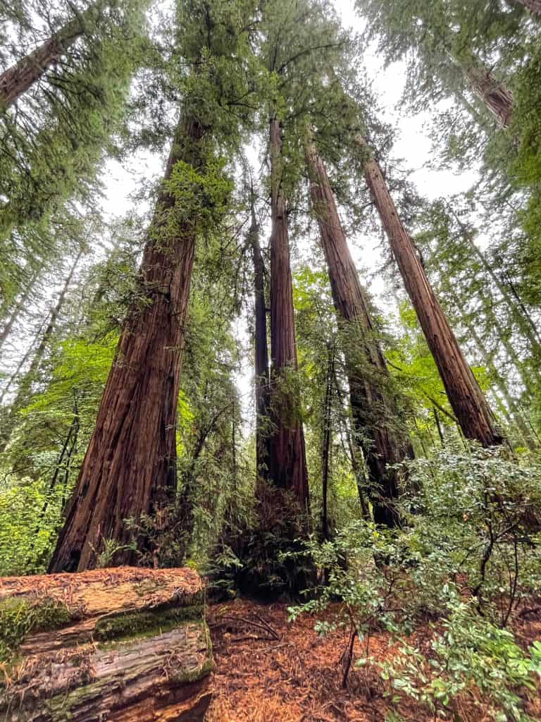 Looking up at several majestic coastal redwoods in Northern California that are huge and gorgeous.