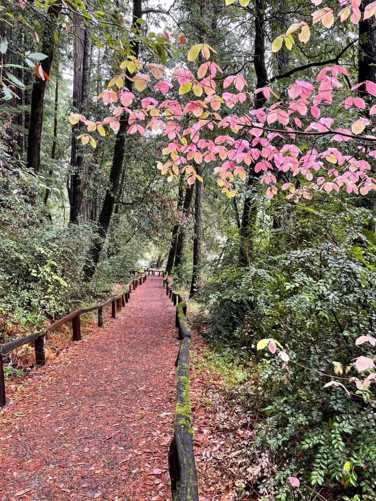 Fallen leaves creates a padded forest floor trail among the giant coastal redwoods in Richardson Grove State Park.
