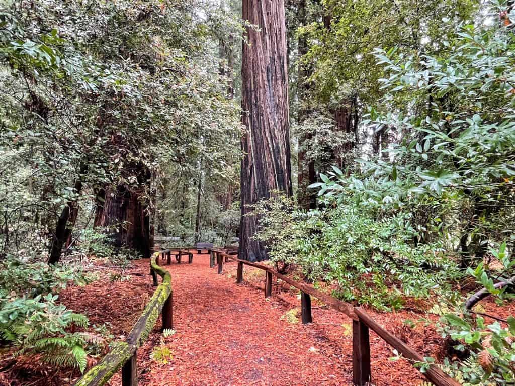 Walking on a trail surrounded by massive coastal redwoods in California.