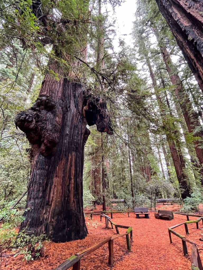 A huge redwood tree that has two large burls on the trunk.