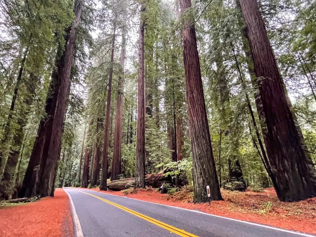 The two lane Avenue of the Giants scenic highway bordered by hundreds of giant redwoods.