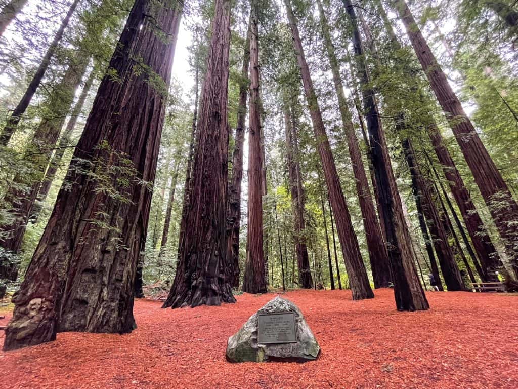 Standing in Bolling Grove surrounded by giant redwoods.