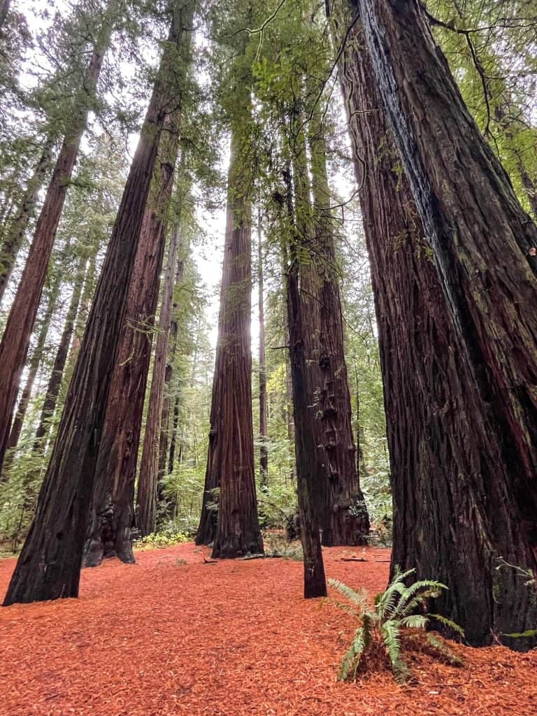 Several tall redwoods in an old growth in Northern California.