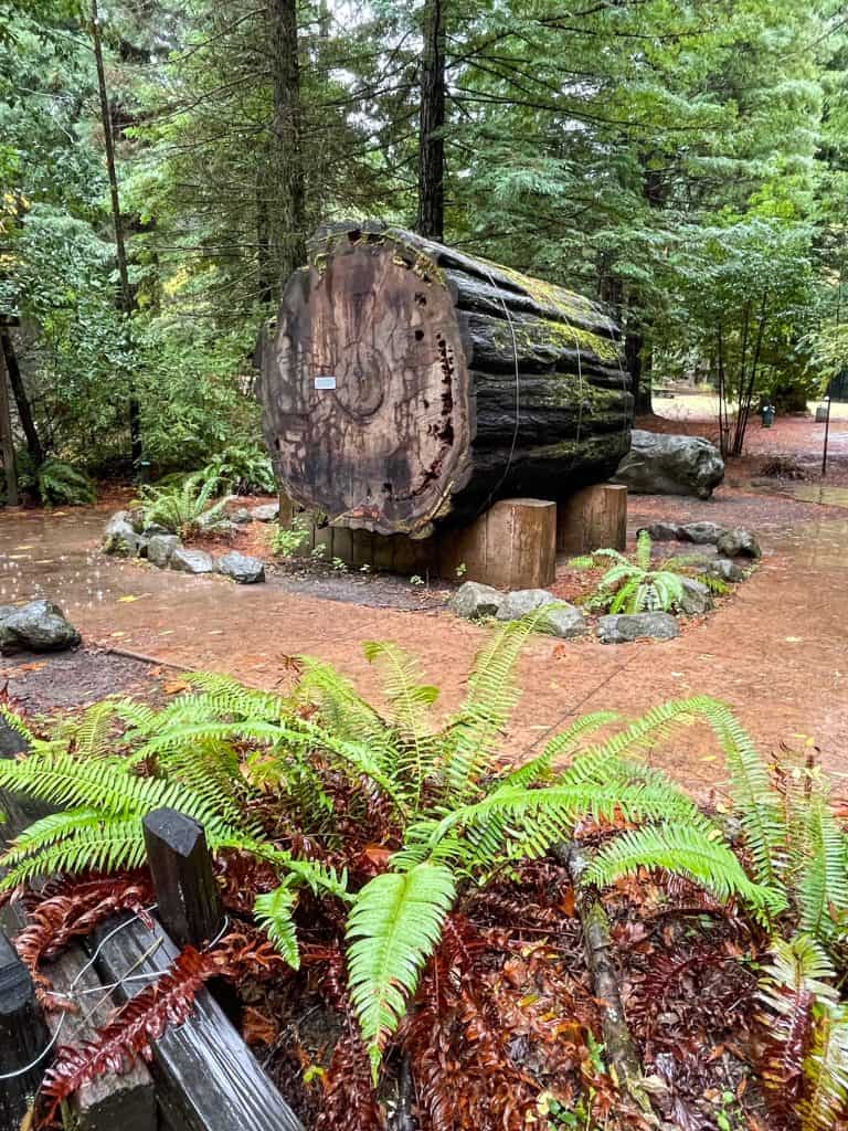 A section of a redwood trunk showing age of each ring with ferns in the foreground.