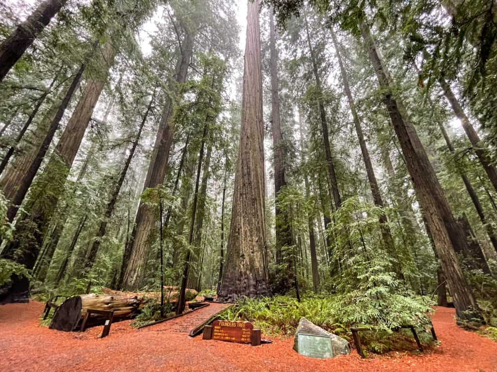 A grove of giant coastal redwoods.