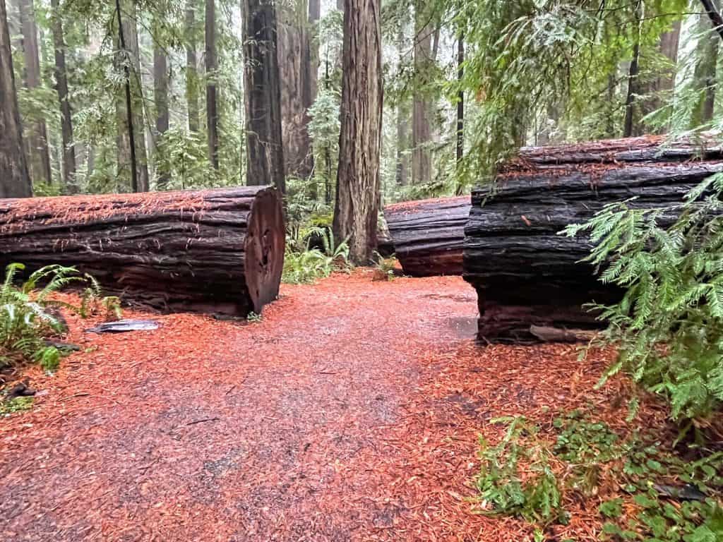 Walking between a huge fallen redwood that has been cut to make way for the trail.